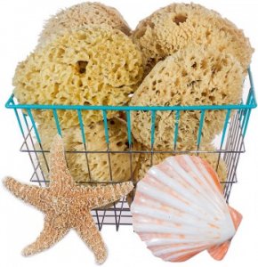 SeaSationals > Natural Sea Sponges > Rock Island Wool Sea Sponge