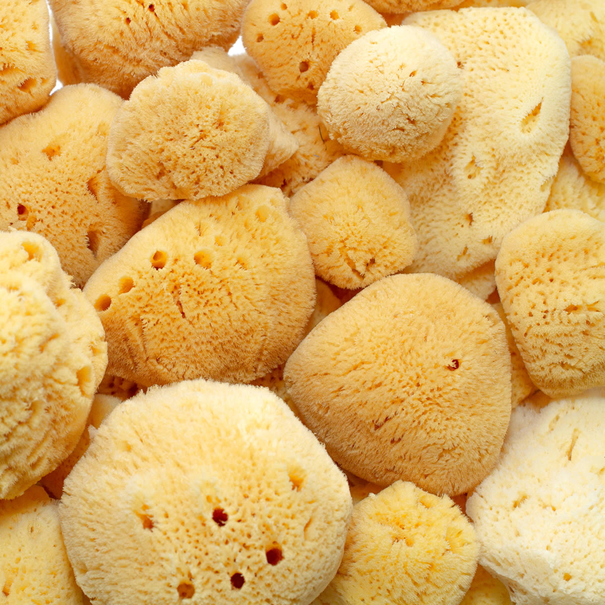 Caribbean Silk Sponge – Cut