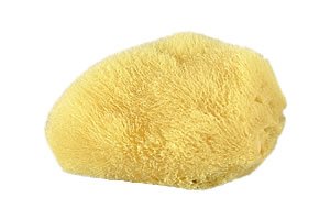 Mediterranean Silk Sponge - Image 2