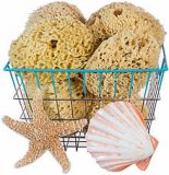 Sea Sponges