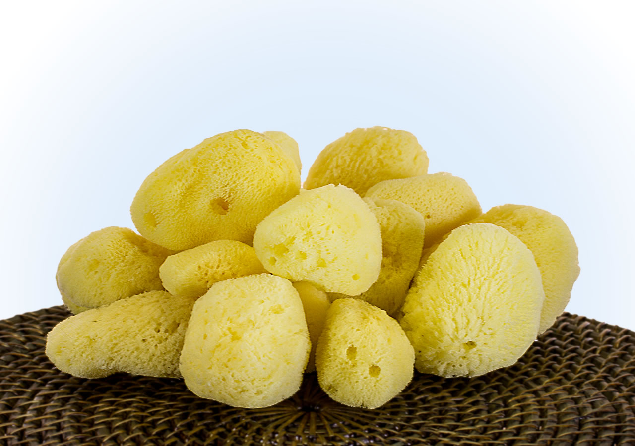 South Pacific Silk Sponges display