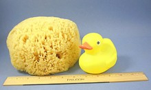 Yellow Sea Sponge - Whole Uncut Form - Image 2