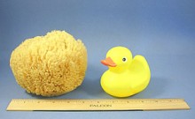 Caribbean Grass Sea Sponge - Whole Uncut Form
