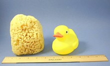 Yellow Sea Sponge - Whole Uncut Form